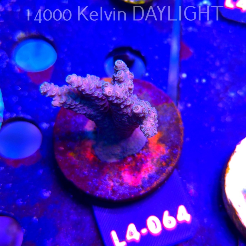 Acropora sp. AUSTRALIA  (07.01.2026) L4-064  5cm