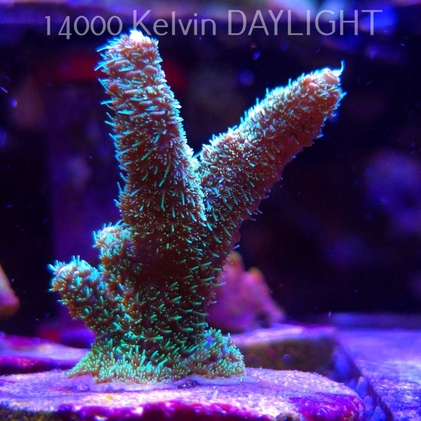 Acropora MILLEPORA LONG POLYP (21.06.2025) L4-I-24  6cm