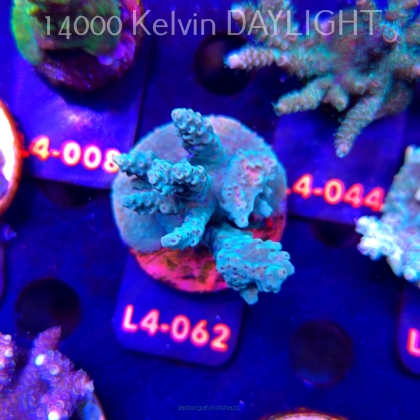 Acropora Jason Fox's Fox Flame Acro (19.05.2026) L4-062  6cm
