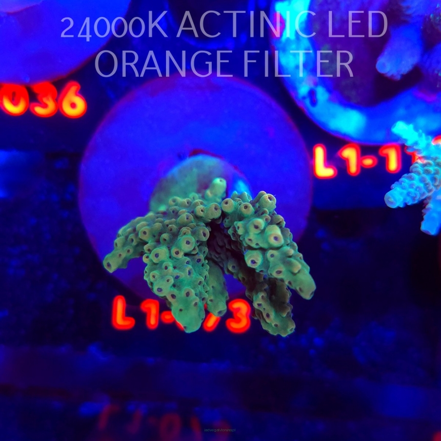 Acropora TG PINK FLOYD ACRO (09.10.2025) L1-073  7cm