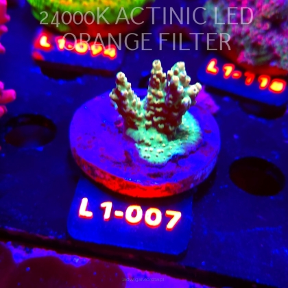 Acropora TG PINK FLOYD ACRO (14.03.2026) L1-007  4cm