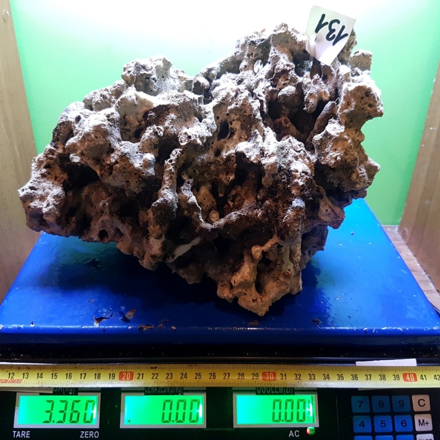 Sucha skała 3,36 kg (35 pln/kg) NR 131 FIJI PUKANI WALTSMITH