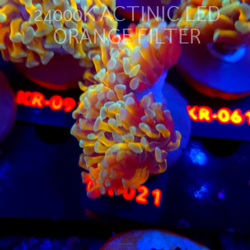 Euphyllia paraancora HOLY GRAIL HAMMER (04.04.2026) KR-021  2H