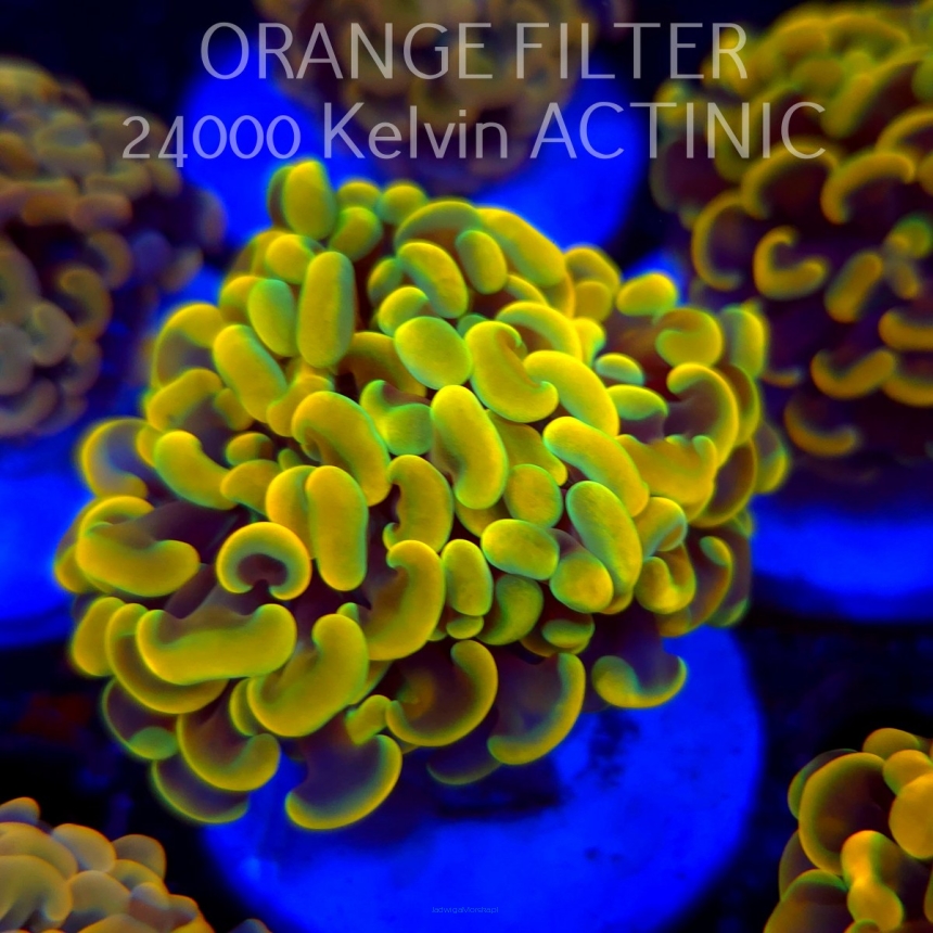 Euphyllia paraancora GOLD HOLOGRAM HAMMER (02.04.2025)
