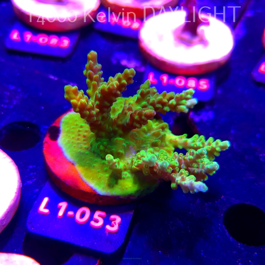 Acropora sp. PREMIUM AUSTRALIA  (03.08.2026) L1-053  7cm