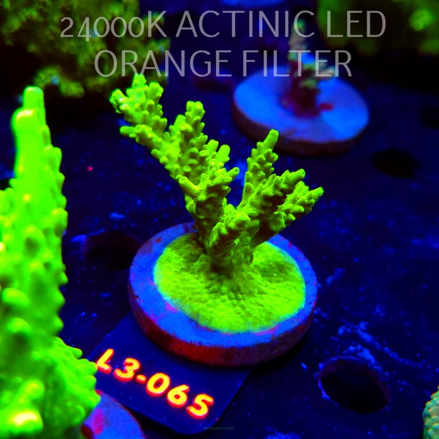 Acropora sp. PREMIUM AUSTRALIA (09.05.2026) L3-065  6cm