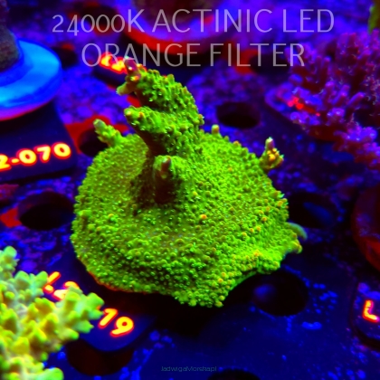 Acropora RR RAINBOW LOOM  (18.03.2026) L2-019  7cm