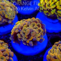 Euphyllia paraancora GOLD HOLOGRAM HAMMER (02.04.2025)