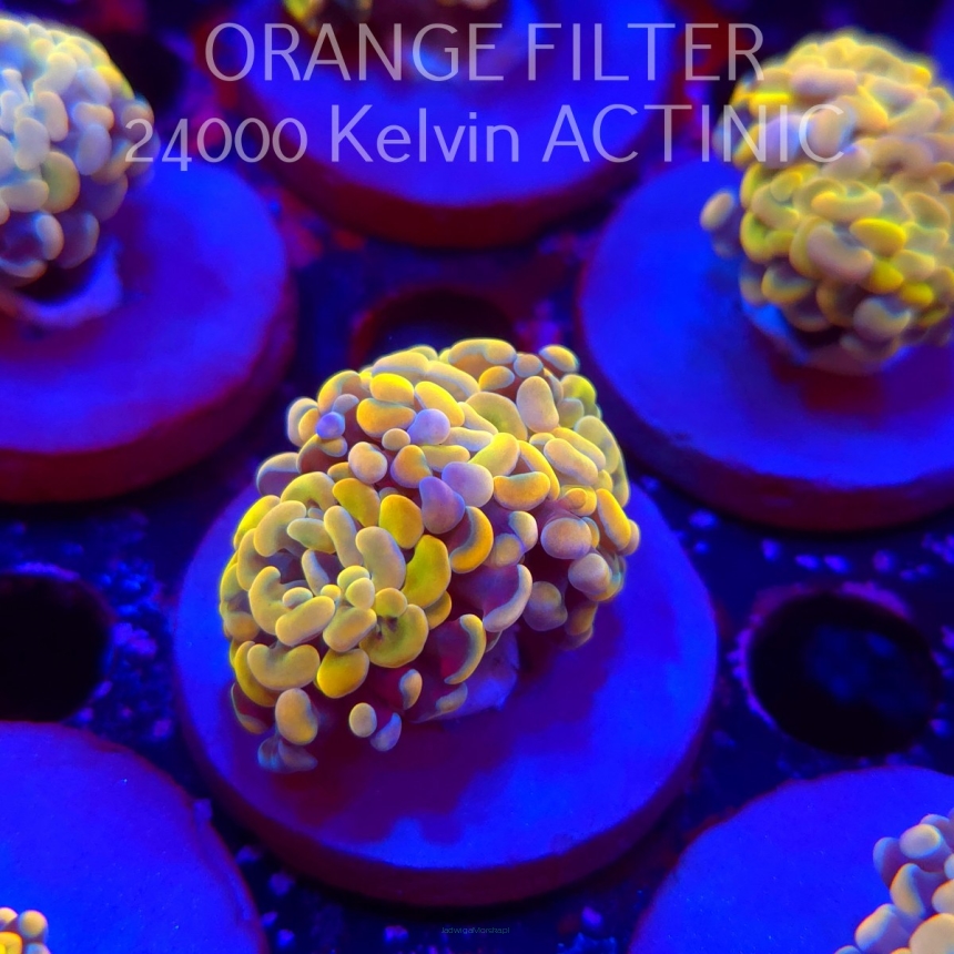 Euphyllia paraancora GOLDENROD HAMMER (06.07.2025)