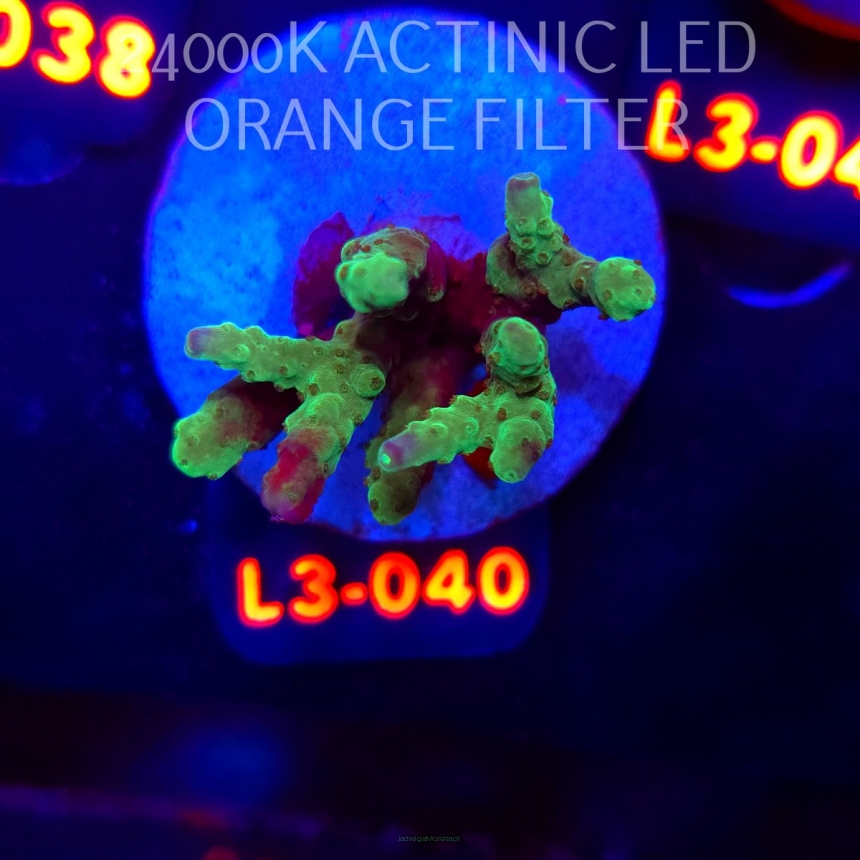 Acropora sp. AUSTRALIA (09.05.2026) L3-040  4cm