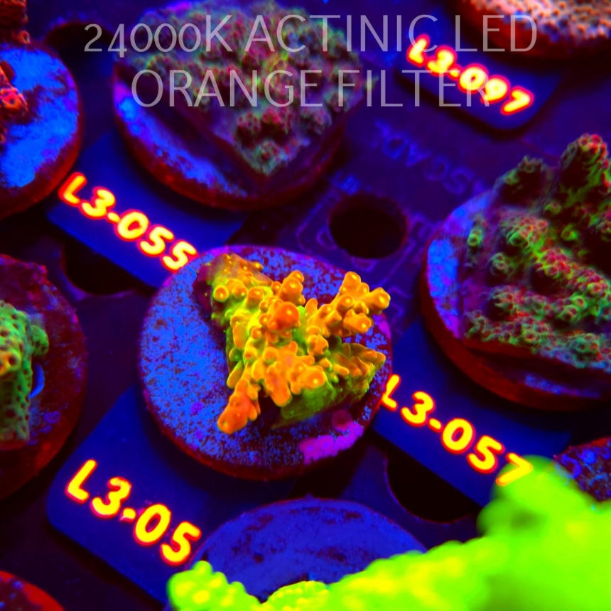 Acropora loripes GOLDEN JAWDROPPER (11.09.2026) L3-056  3cm