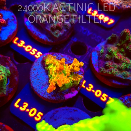 Acropora loripes GOLDEN JAWDROPPER (11.09.2026) L3-056  3cm