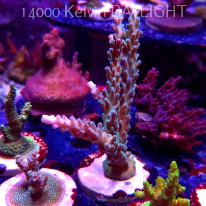 Acropora sp. AUSTRALIA (19.06.2025) L3-II-3  12cm
