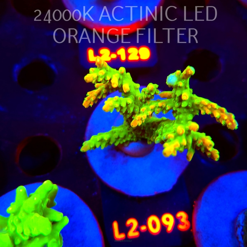 Acropora RR RAINBOW LOOM (14.08.2026) L2-093  6cm