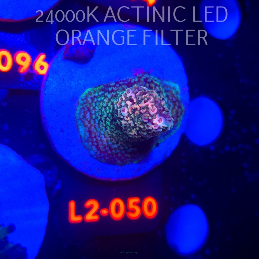Acropora sp. AUSTRALIA (12.11.2025) L2-050  3cm