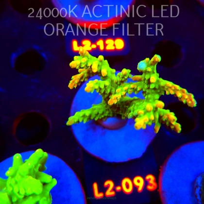 Acropora RR RAINBOW LOOM (14.08.2026) L2-093  6cm