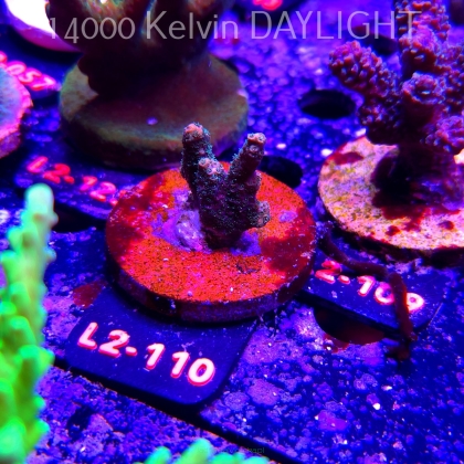 Acropora sp. AUSTRALIA (17.03.2026) L2-110  3cm