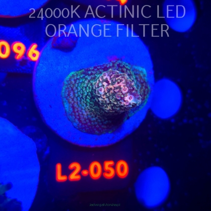 Acropora sp. AUSTRALIA (12.11.2025) L2-050  3cm