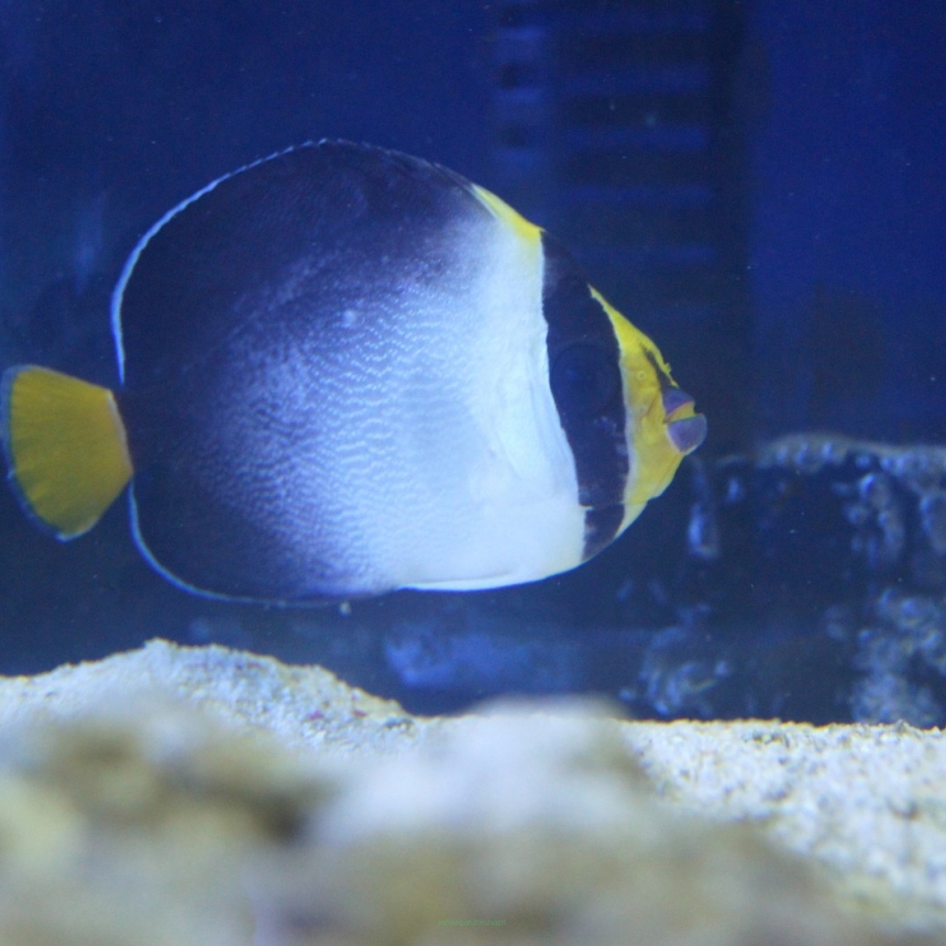 Chaetodontoplus mesoleucus rozmiar 8 cm