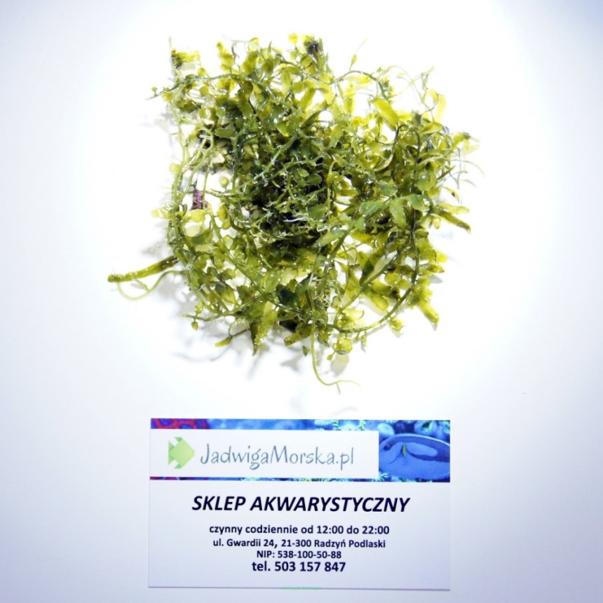 REFUGIUM MIX : Codium, chaetomorpha, caulerpa (makroglony do refugium)