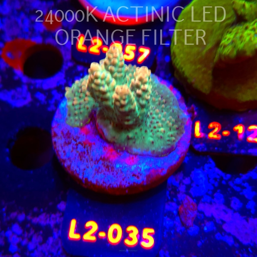 Acropora TG PINK FLOYD ACRO (17.03.2026) L2-035  4cm
