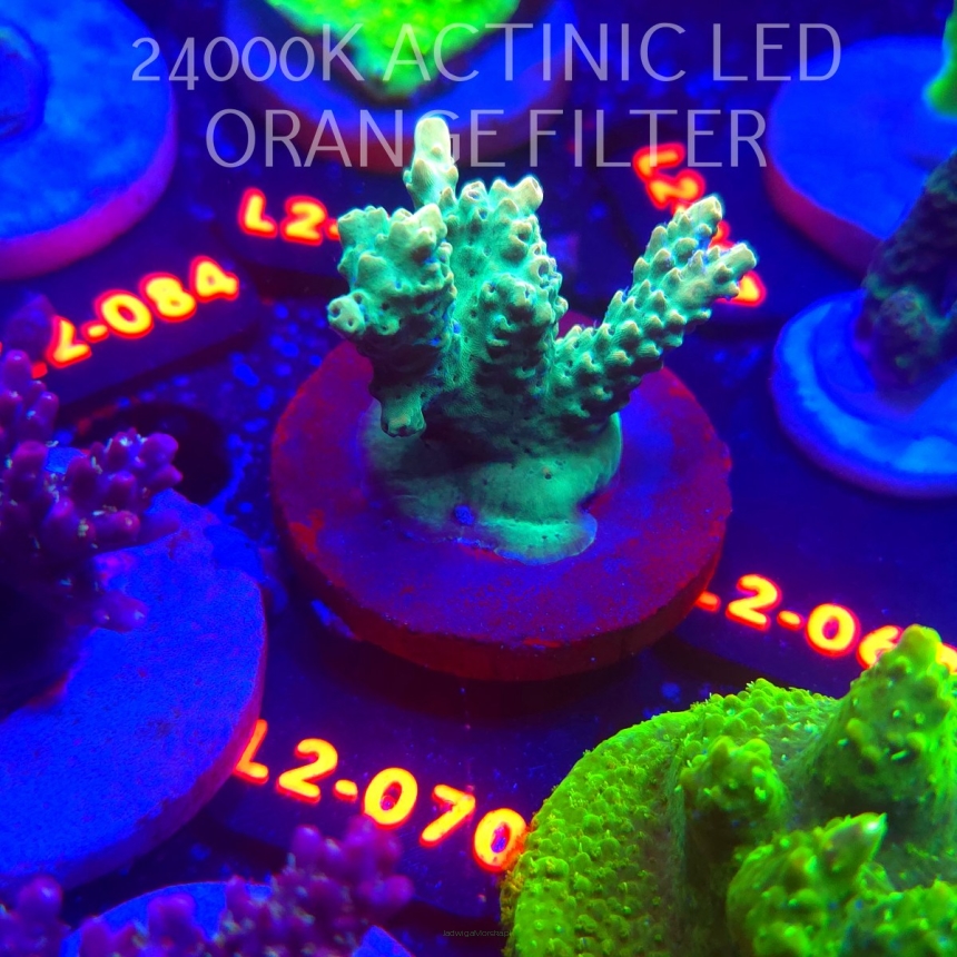 Acropora TG PINK FLOYD ACRO (16.11.2025) L2-070  5cm