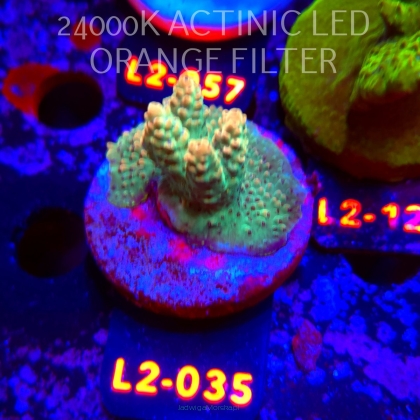 Acropora TG PINK FLOYD ACRO (17.03.2026) L2-035  4cm