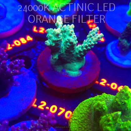 Acropora TG PINK FLOYD ACRO (16.11.2025) L2-070  5cm