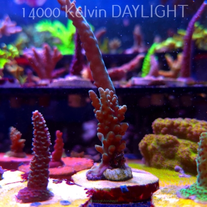 Acropora sp. AUSTRALIA (19.06.2025) L3-I-36  10cm