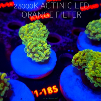 Euphyllia paraancora AUSSIE GREEN HOLOGRAM HAMMER (01.07.2026) H1-185  2H