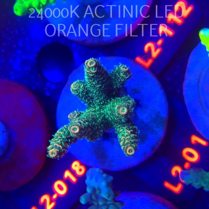 Acropora millepora CLOCKWORK ORANGE (14.11.2025) L2-015  6cm
