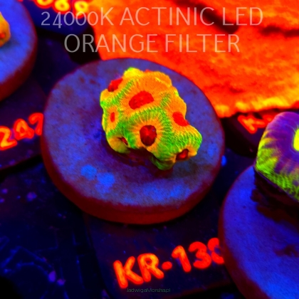 Favia JASON FOX CANDY CORN (12.07.2026) KR-130  2cm