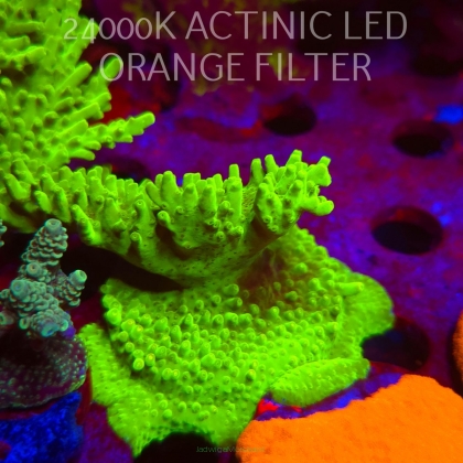 Acropora WWC Castells Banana (06.11.2025) MM1-III-4  7cm