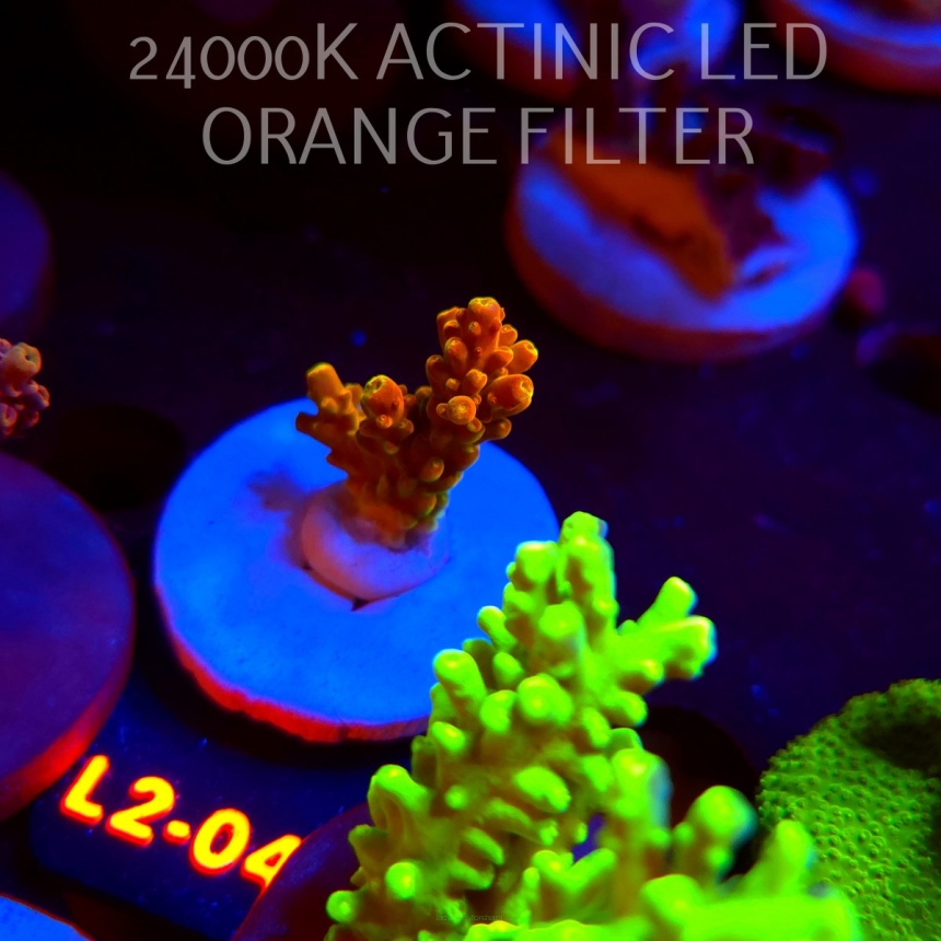 Acropora loripes GOLDEN JAWDROPPER (14.08.2026) L2-044  3cm