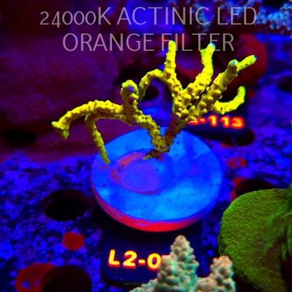 Anacropora WWC SLIMEBALL (17.03.2026) L2-057  7cm