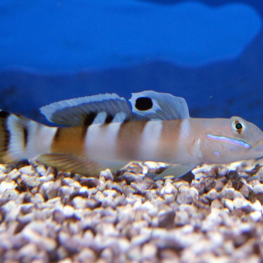 Valenciennea wardi 8 cm