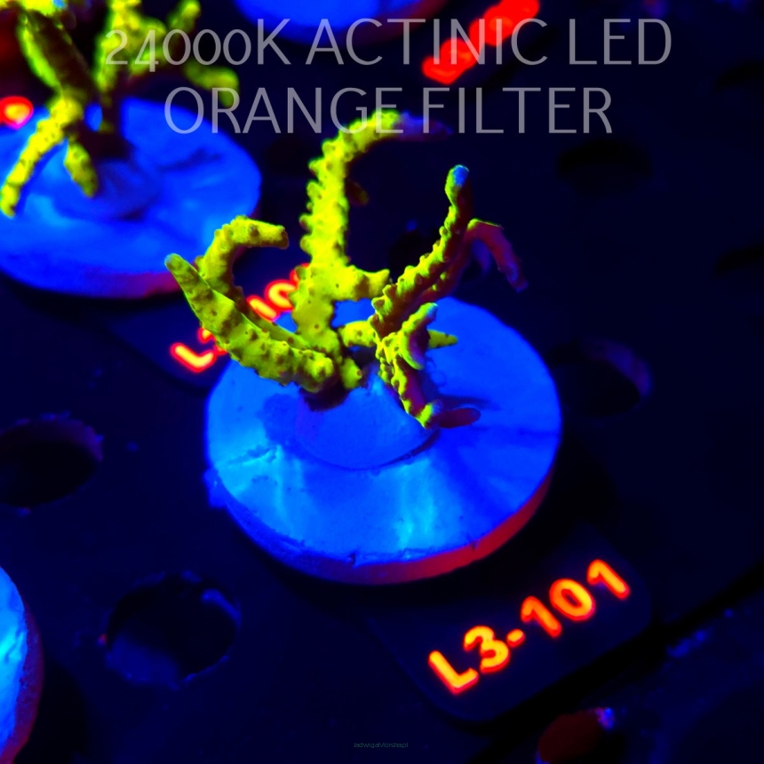 Anacropora WWC SLIMEBALL (09.05.2026) L3-101  6cm