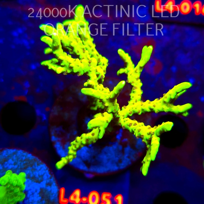 Anacropora WWC SLIMEBALL (05.01.2026) L3-051  8cm