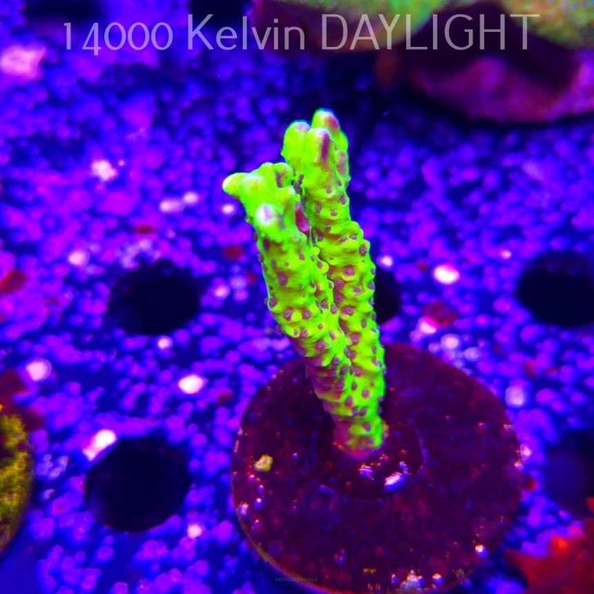 Anacropora WWC SLIMEBALL (12.04.2026) M4-049  7cm