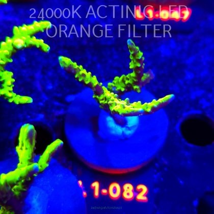 Anacropora WWC SLIMEBALL (11.10.2025) L1-082  5cm