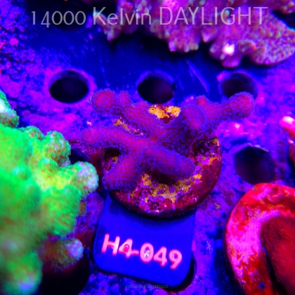 Pocillopora sp. FIJI PINK (01.06.2026) H4-049  6cm