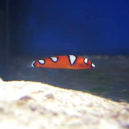 Coris gaimard rozmiar 4-5cm