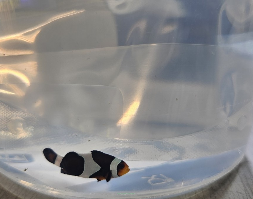 Amphiprion ocellaris WYSIWYG DARWIN TANK BRED 4cm