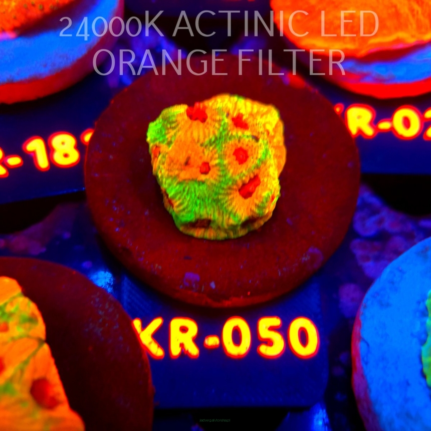 Favia JASON FOX CANDY CORN (07.08.2026) KR-050  3cm