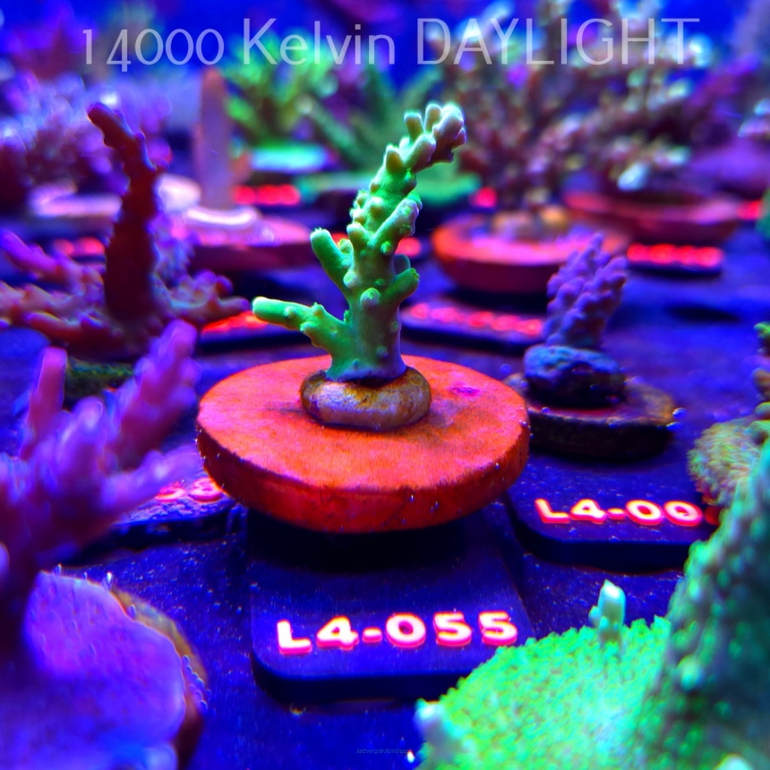Acropora AUSTERA BANANA (19.05.2026) L4-055  6cm