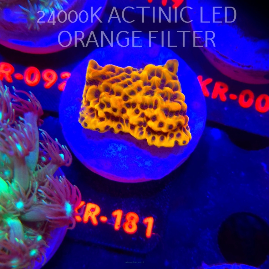 Montipora danae ULTRA (01.02.2026) KR-181  4cm