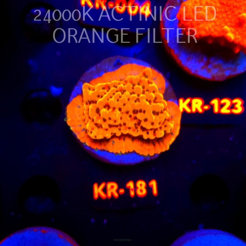Montipora danae ULTRA (20.04.2026) KR-181  5cm
