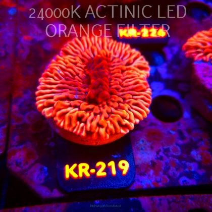 Montipora danae ULTRA (17.09.2026) KR-219  5cm