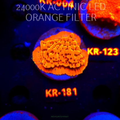 Montipora danae ULTRA (20.04.2026) KR-181  5cm