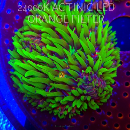 Heliofungia fralinae MALAYSIAN RAINBOW (01.02.2026) 8cm